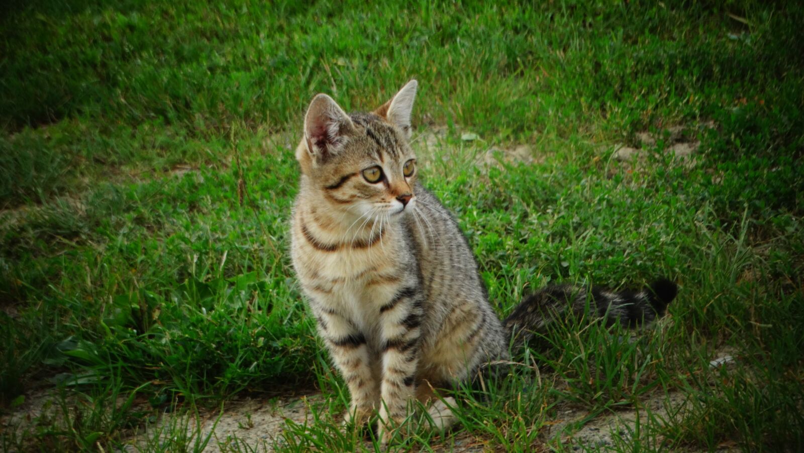 Sony Cyber-shot DSC-HX300 sample photo. Cat, kitten, sweet photography