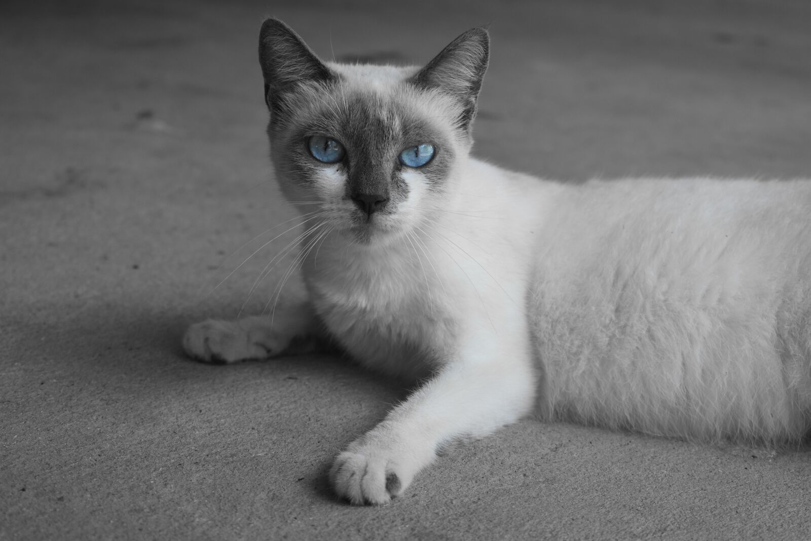 Nikon D3400 sample photo. Cat, eyes, animal photography