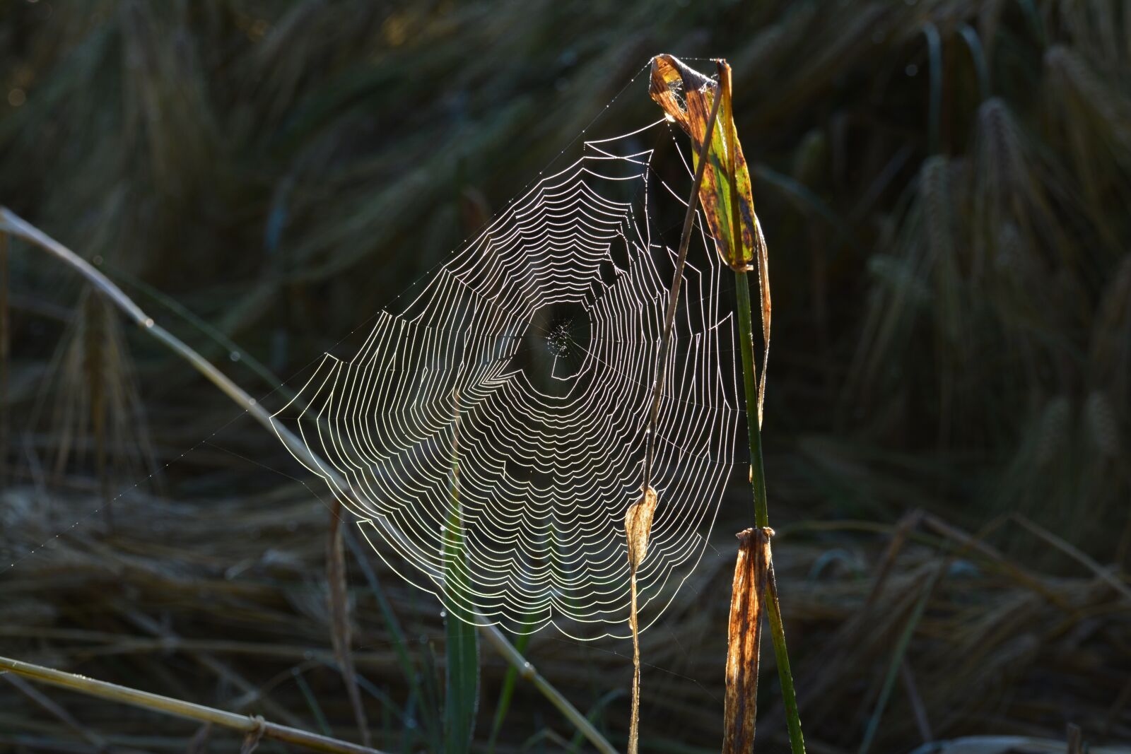 Nikon D5200 sample photo. Nature, animal life, birds photography