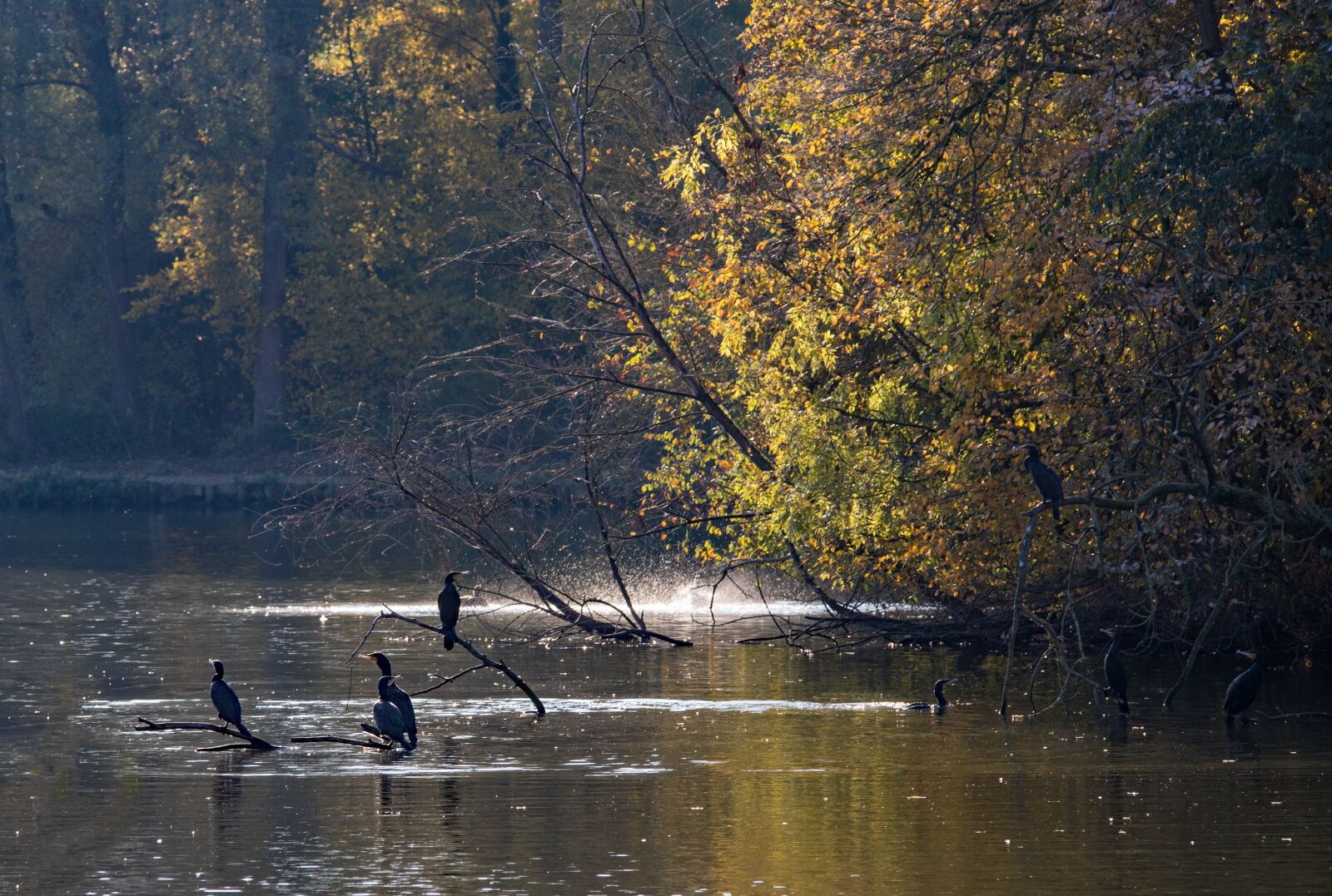 Canon EOS 6D Mark II sample photo. Great cormorant, birds, waterfowl photography