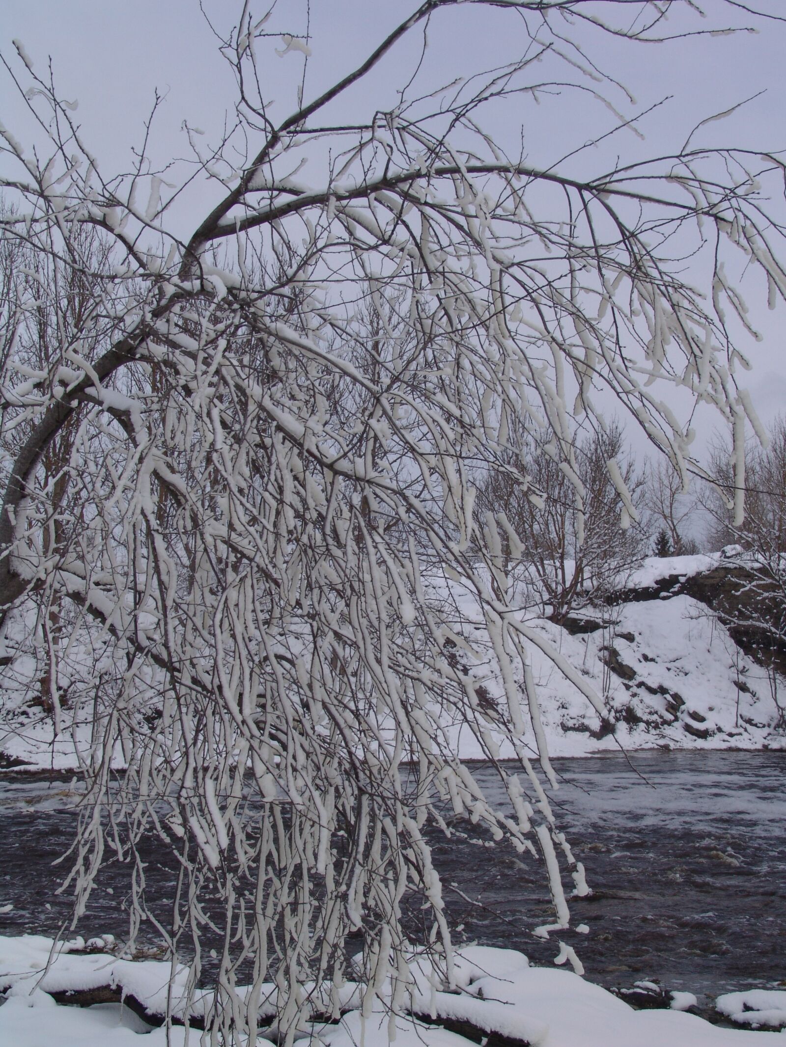 Sony DSC-F828 sample photo. Winter, landscape, tree photography
