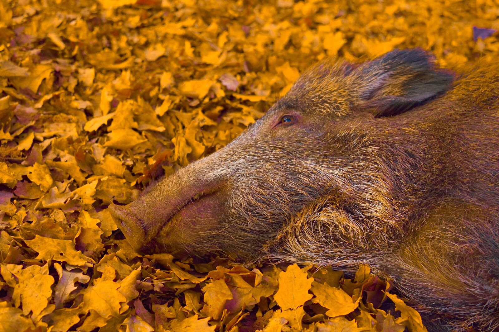 Nikon D750 sample photo. Portrait, wild boar, head photography