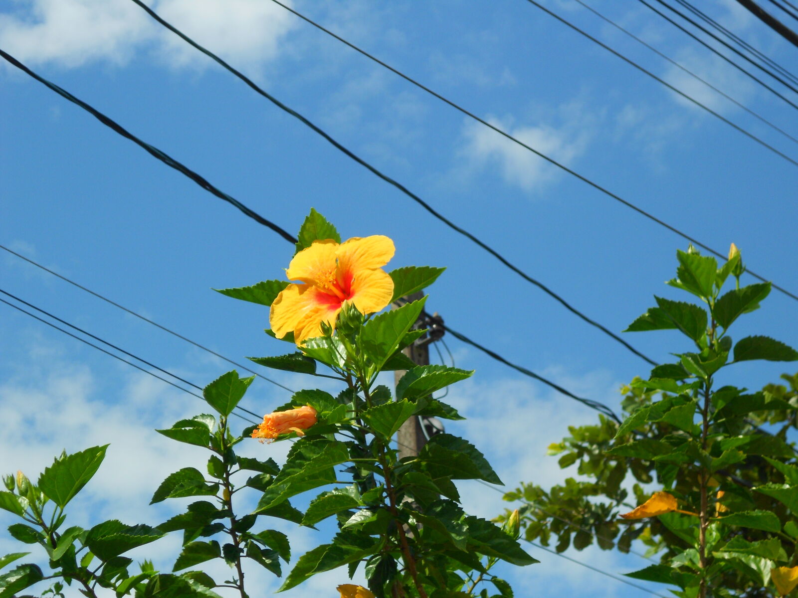 Nikon COOLPIX S2600 sample photo
