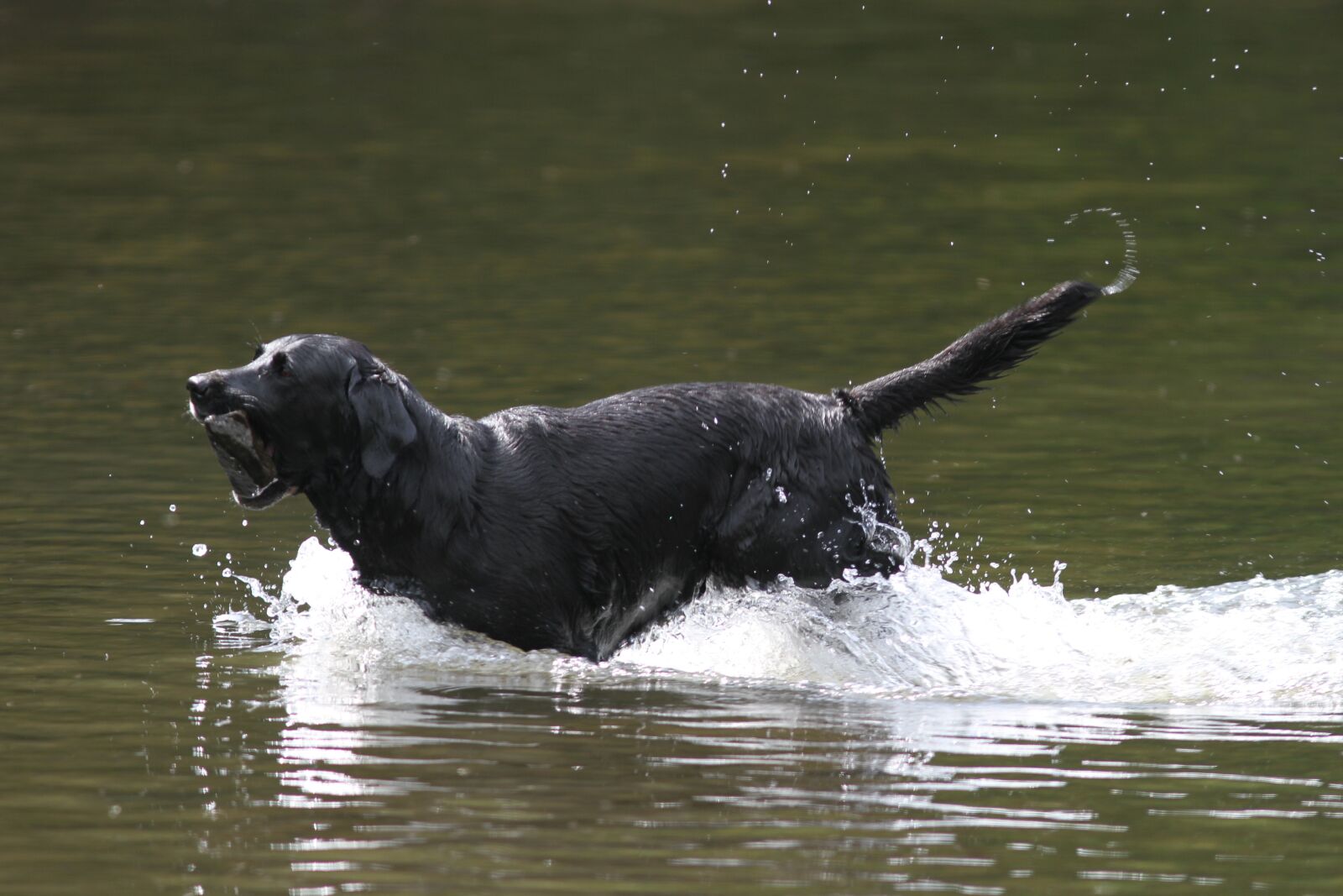 Canon EF 300mm F4L IS USM sample photo. Dog, water, pet photography
