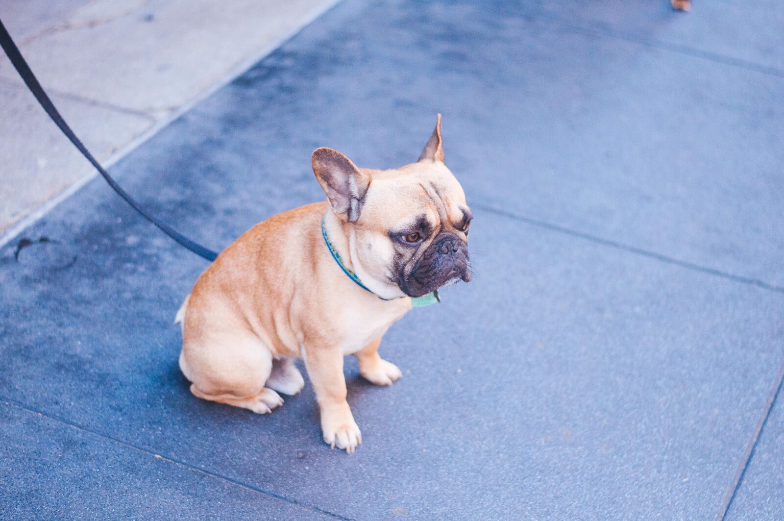 Nikon D5000 sample photo. Animals, dogs, domesticated photography