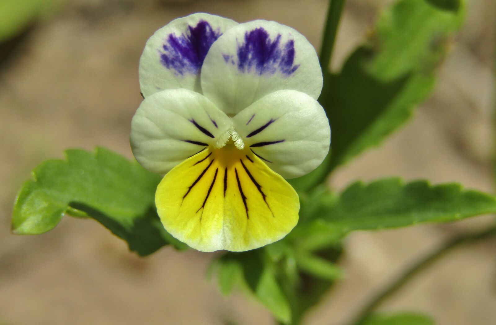 Canon POWERSHOT SX432 IS sample photo. Pansy, white, purple photography