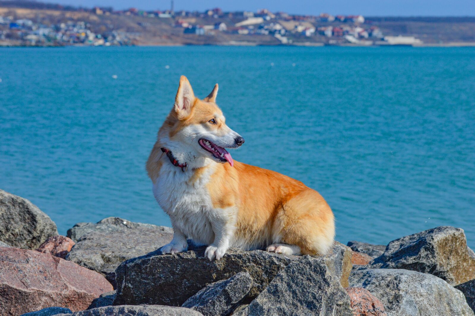 Nikon D3200 sample photo. Corgi, summer, water photography