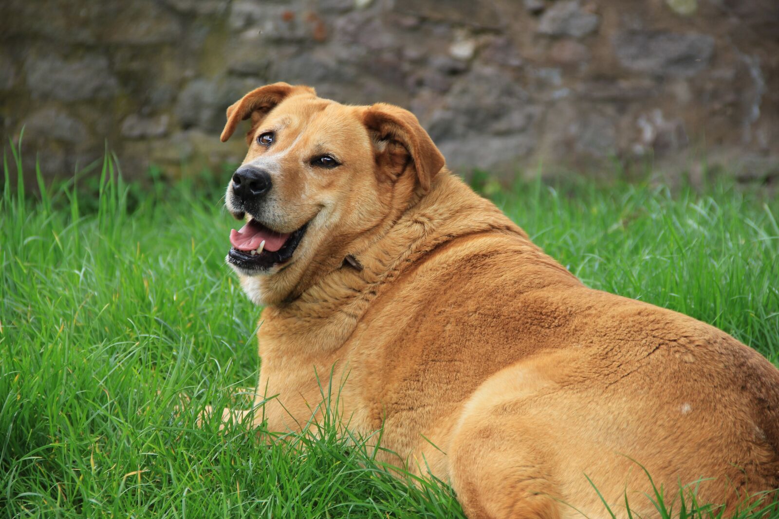 Canon EOS 550D (EOS Rebel T2i / EOS Kiss X4) sample photo. Golden retriever, dog, grass photography