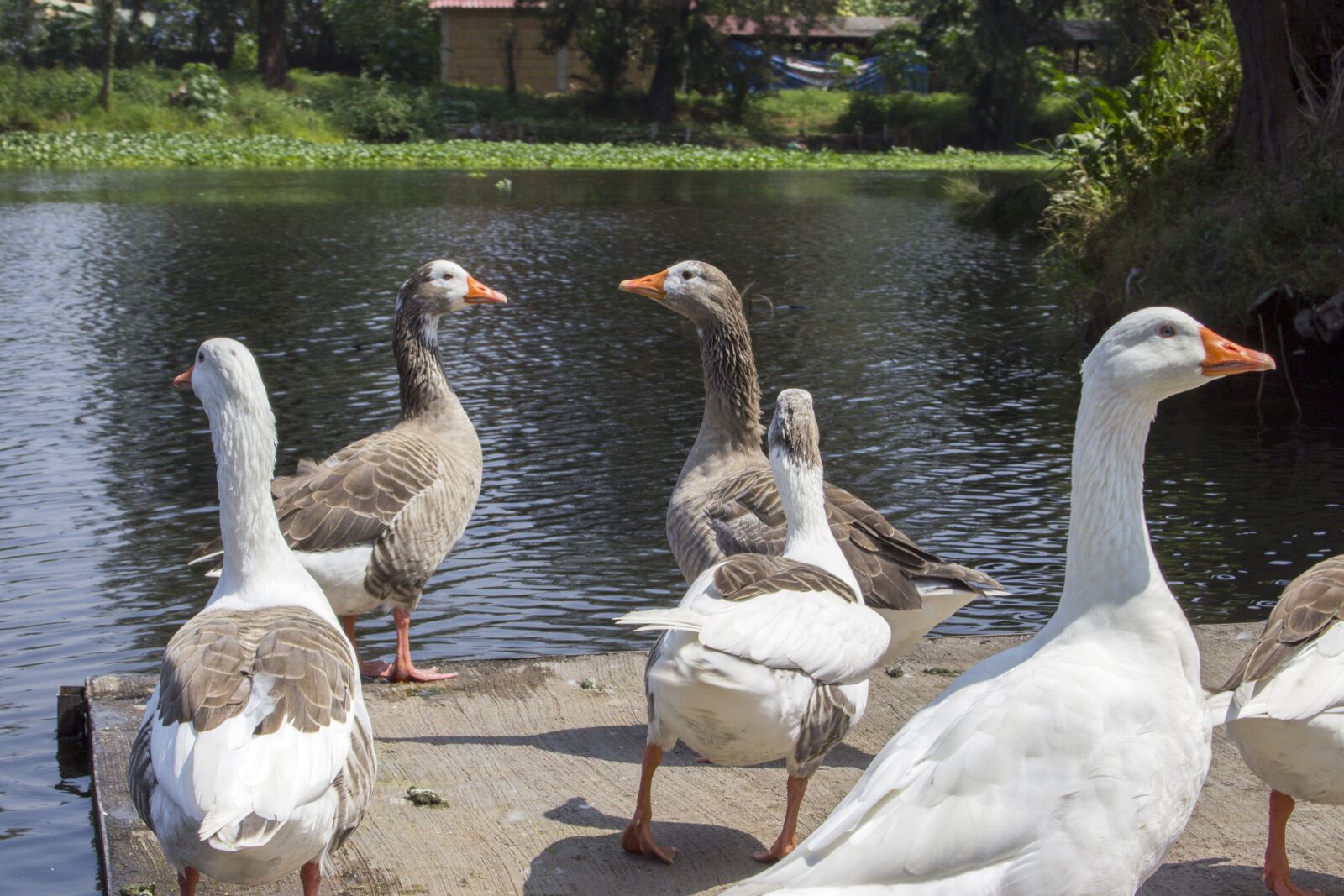 Canon EF 28-135mm F3.5-5.6 IS USM sample photo. Animals, ducks, duck photography