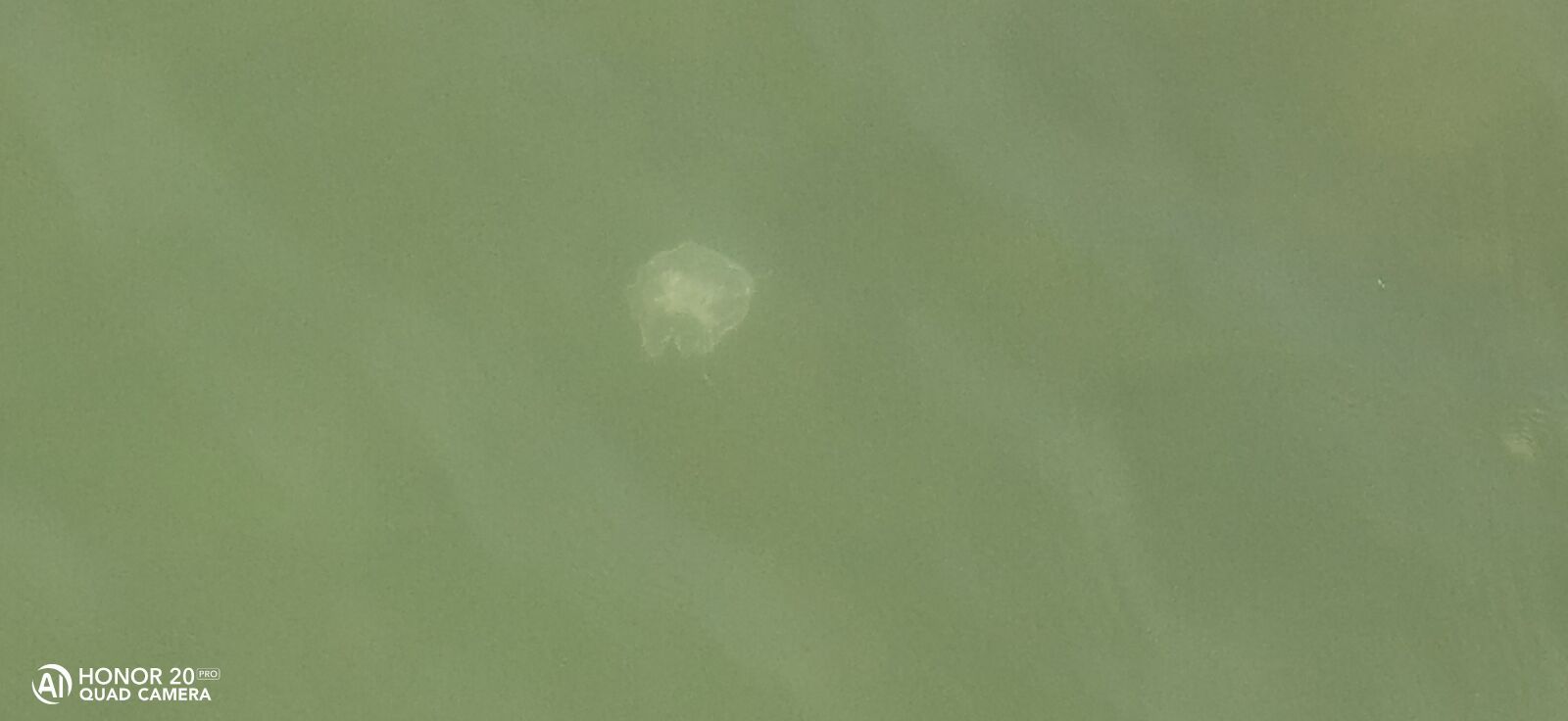 HUAWEI YAL-L41 sample photo. медуза, море, фото photography