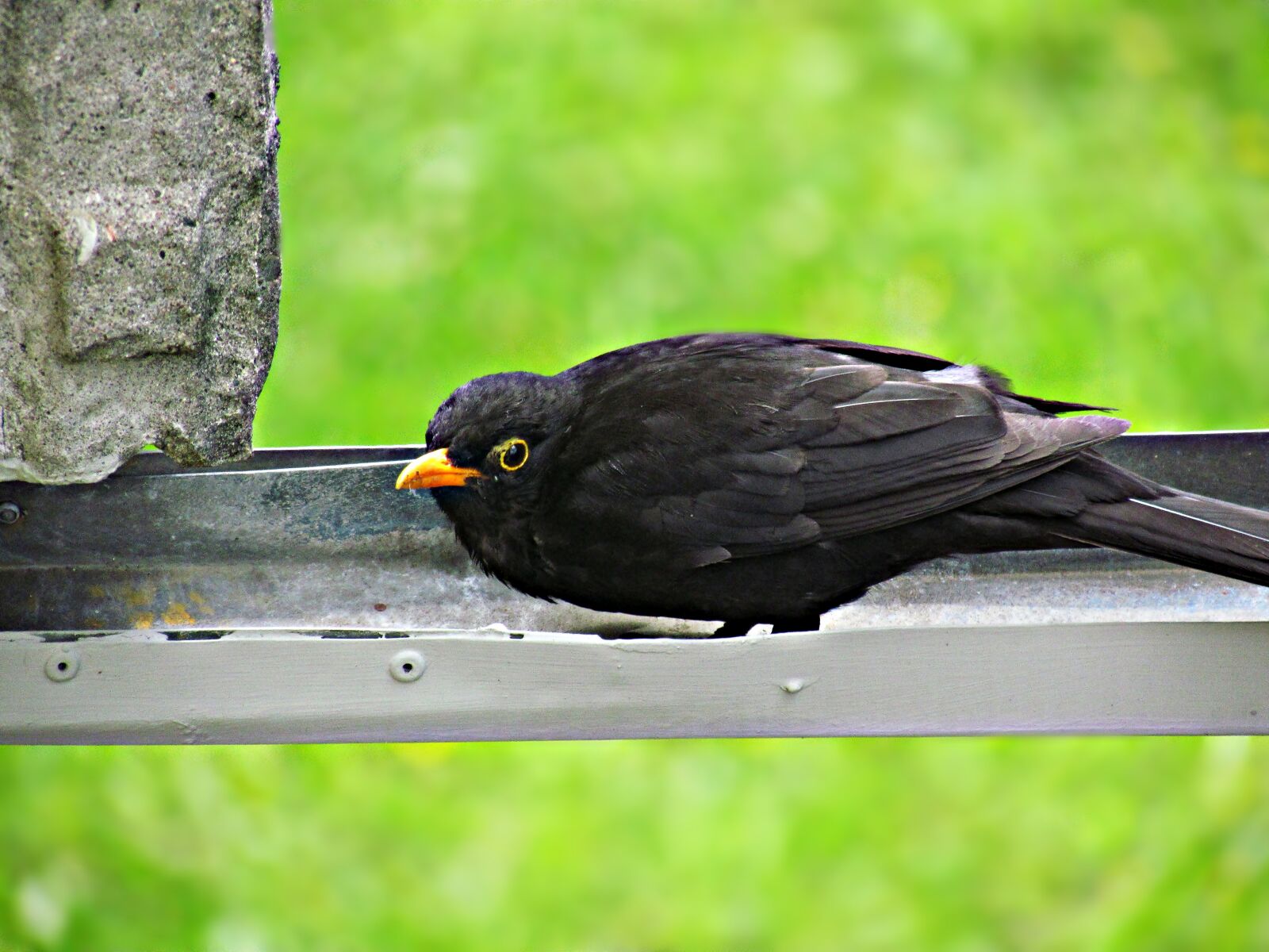 Canon PowerShot SX30 IS sample photo. Kos, bird, birds photography
