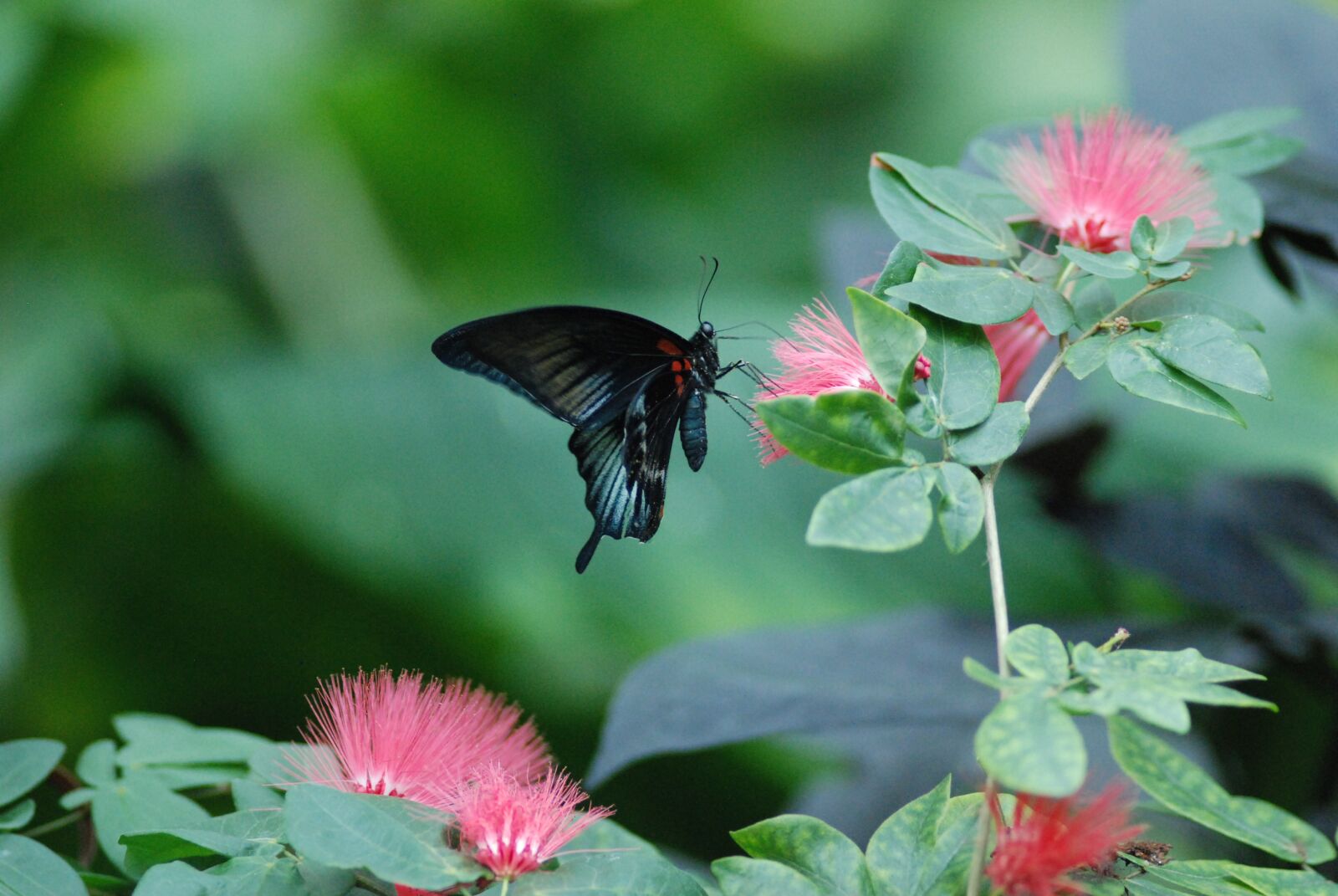 Nikon D80 sample photo. Butterfly, nature, insect photography