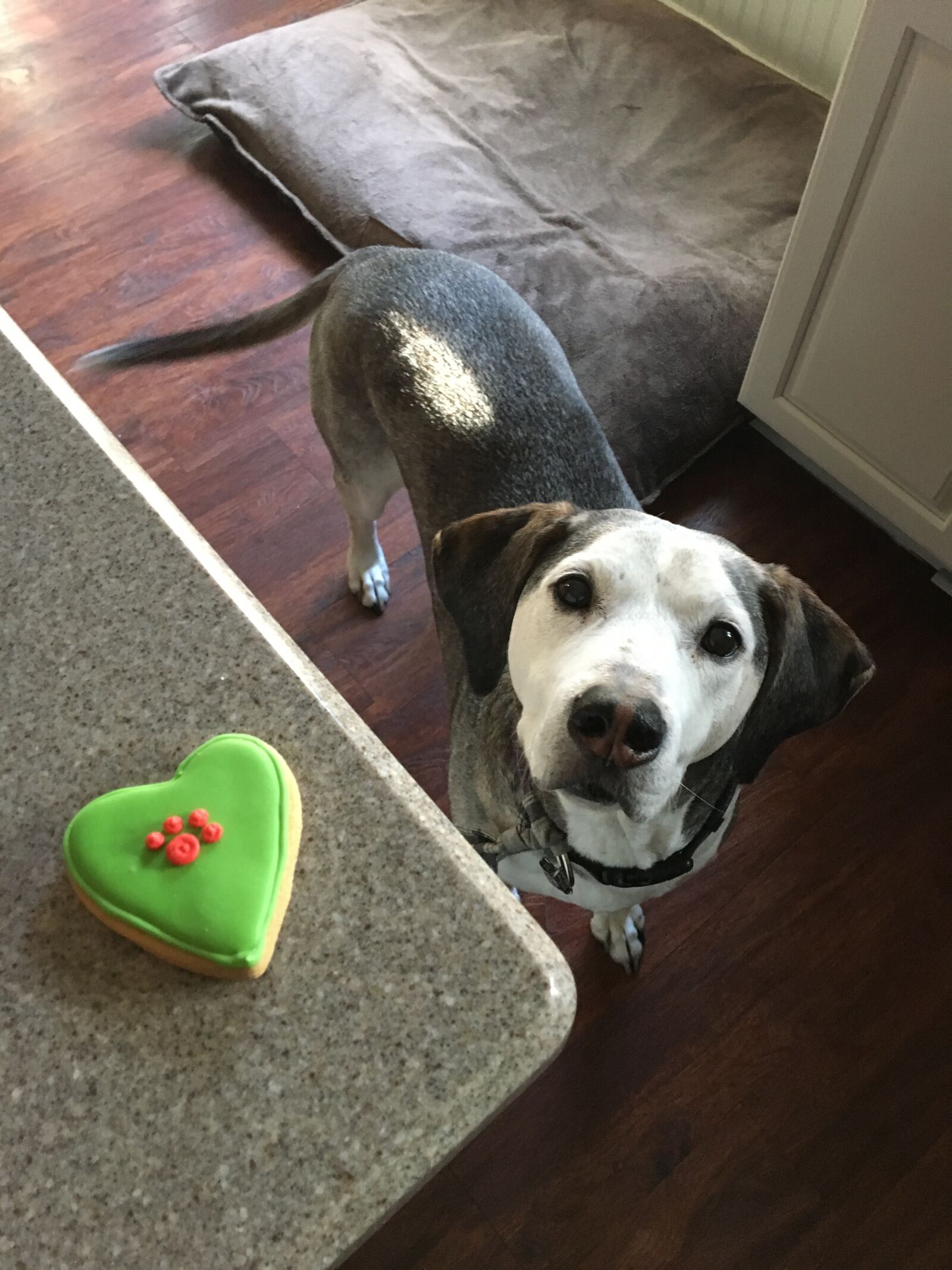 Apple iPhone 6s sample photo. Dog, treat, dog cookie photography