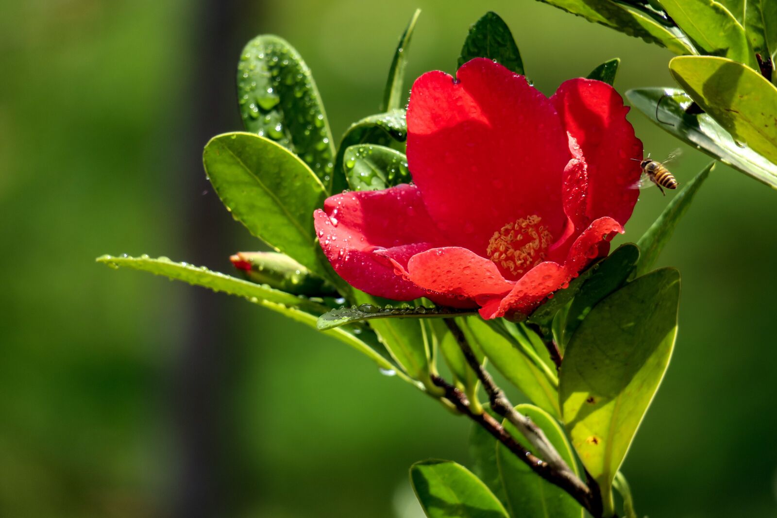 Canon PowerShot G3 X sample photo. Camellia, flower, pistil photography