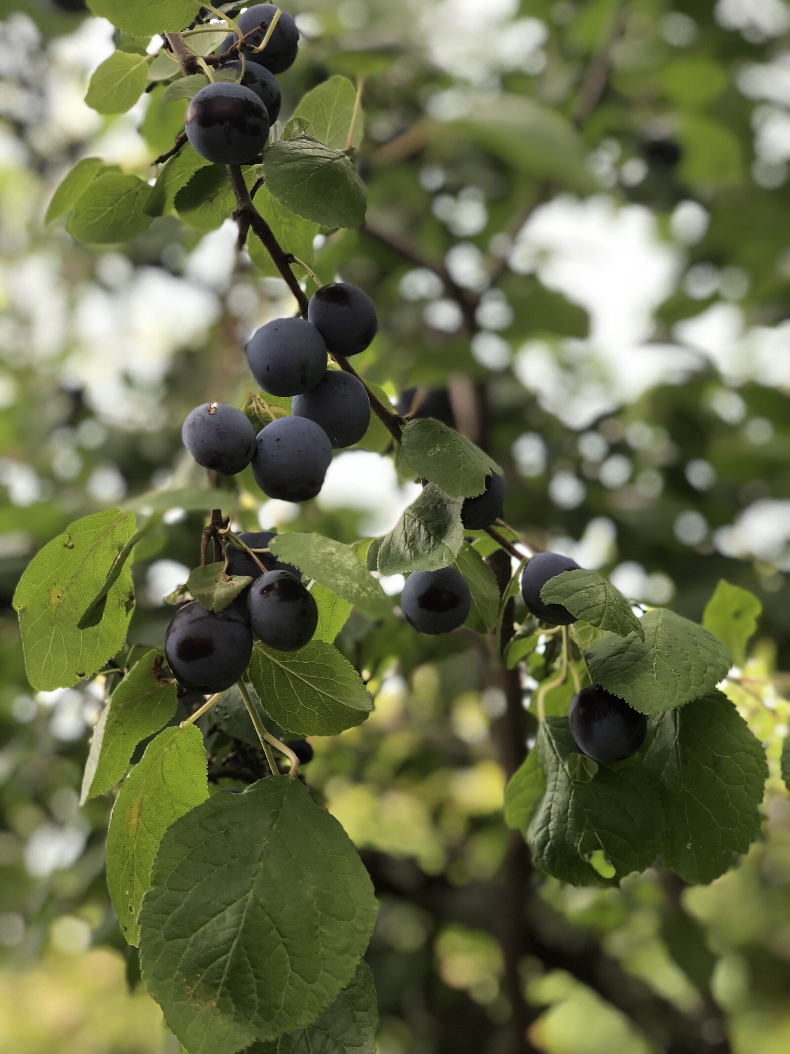 iPhone X back dual camera 6mm f/2.4 sample photo. Plum, fruits, food photography