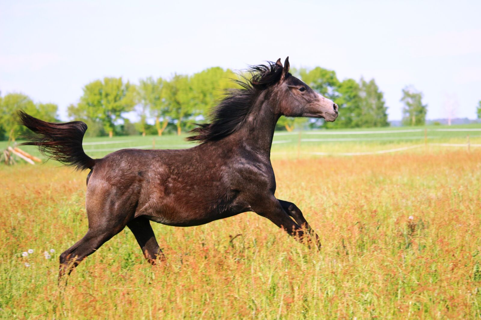 Canon EOS 100D (EOS Rebel SL1 / EOS Kiss X7) sample photo. Horse, yearling, brown mold photography