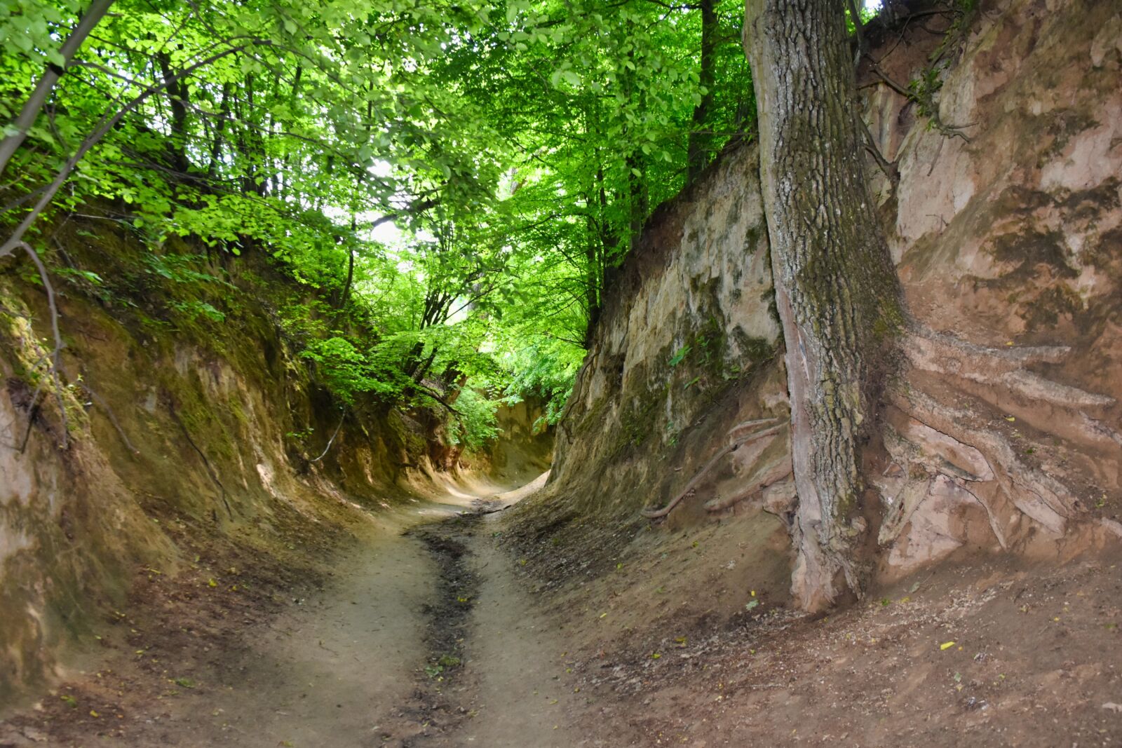 Nikon D5500 sample photo. Poland, canyon, roots photography
