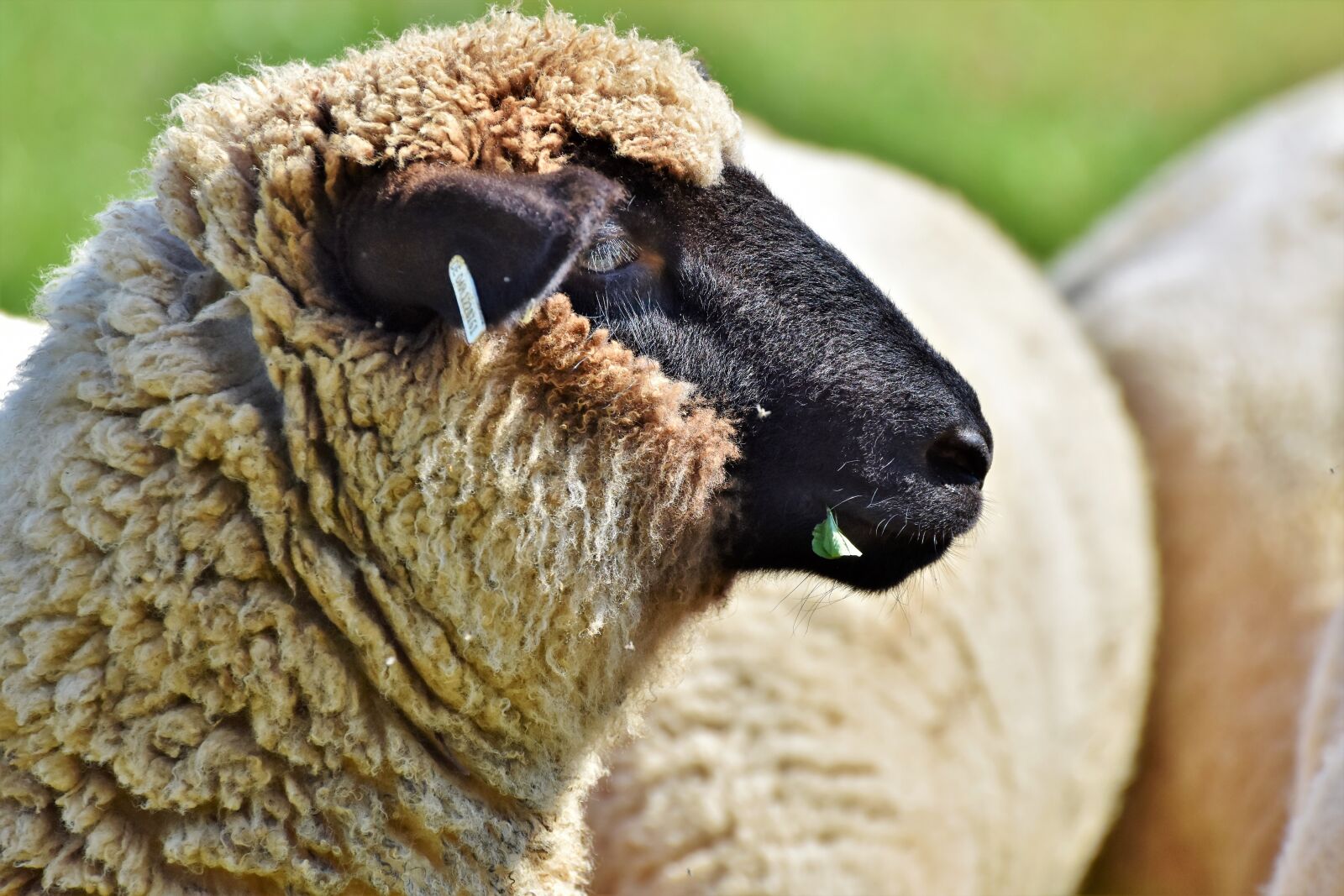 Nikon D7200 sample photo. Sheep, sheepshead, livestock photography