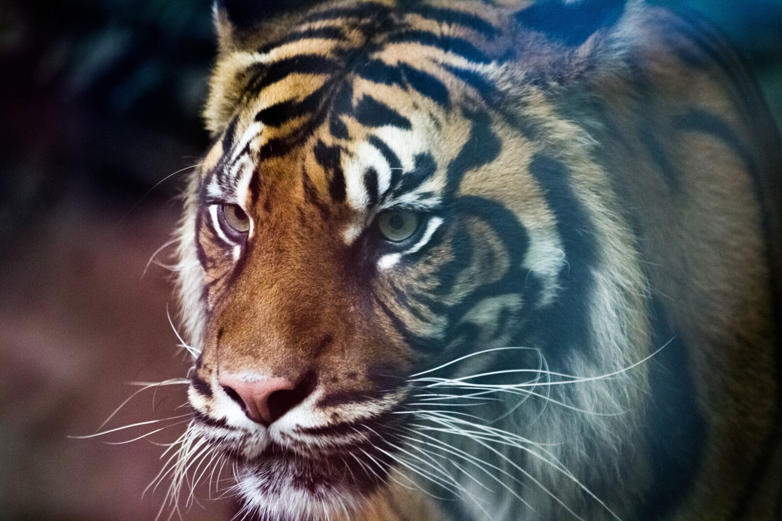 Canon EOS 600D (Rebel EOS T3i / EOS Kiss X5) sample photo. Tiger, predator, zoo photography