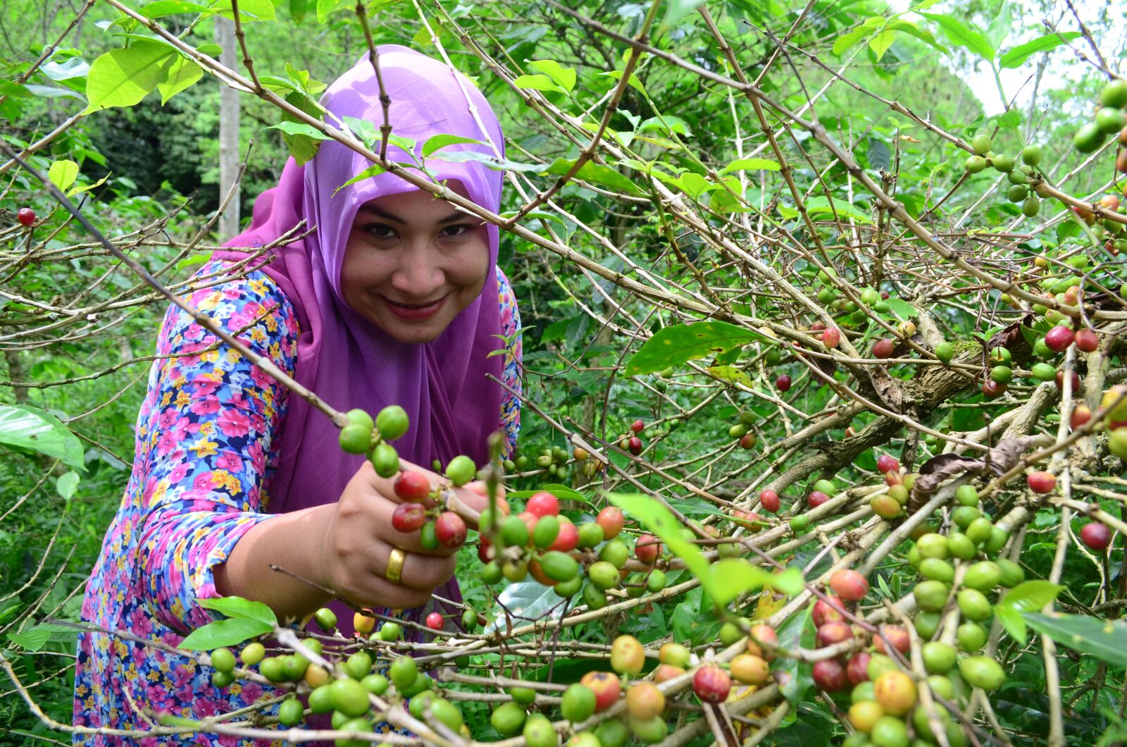 Nikon D5100 sample photo. Picking, coffee beans, woman photography