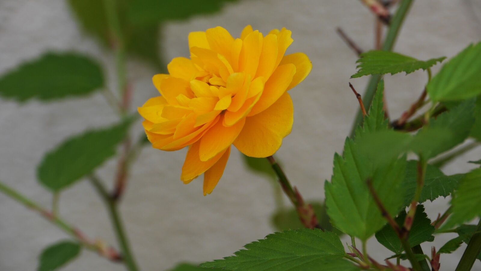 Panasonic Lumix DMC-GH3 sample photo. Nature, plants, leaf photography