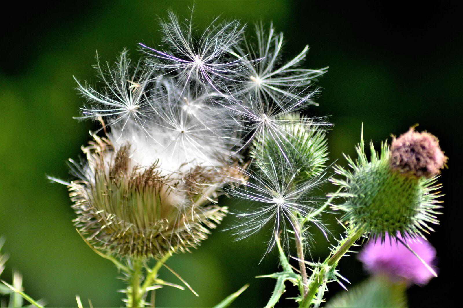 Nikon D7100 sample photo. Flying thistle seeds, windblown photography