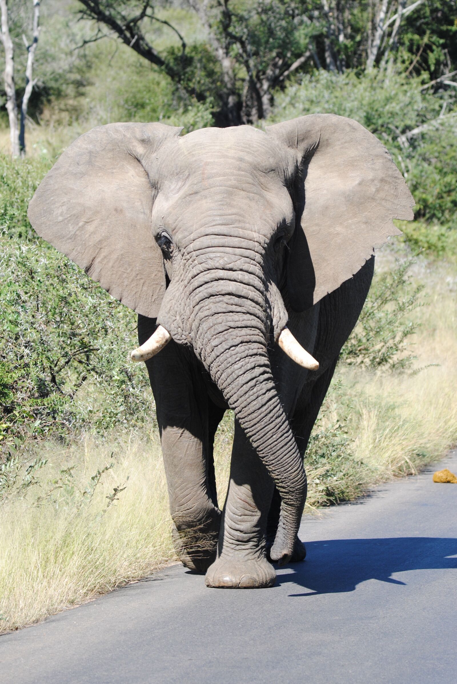 Nikon D3000 sample photo. Elephant, big5, bigfive photography
