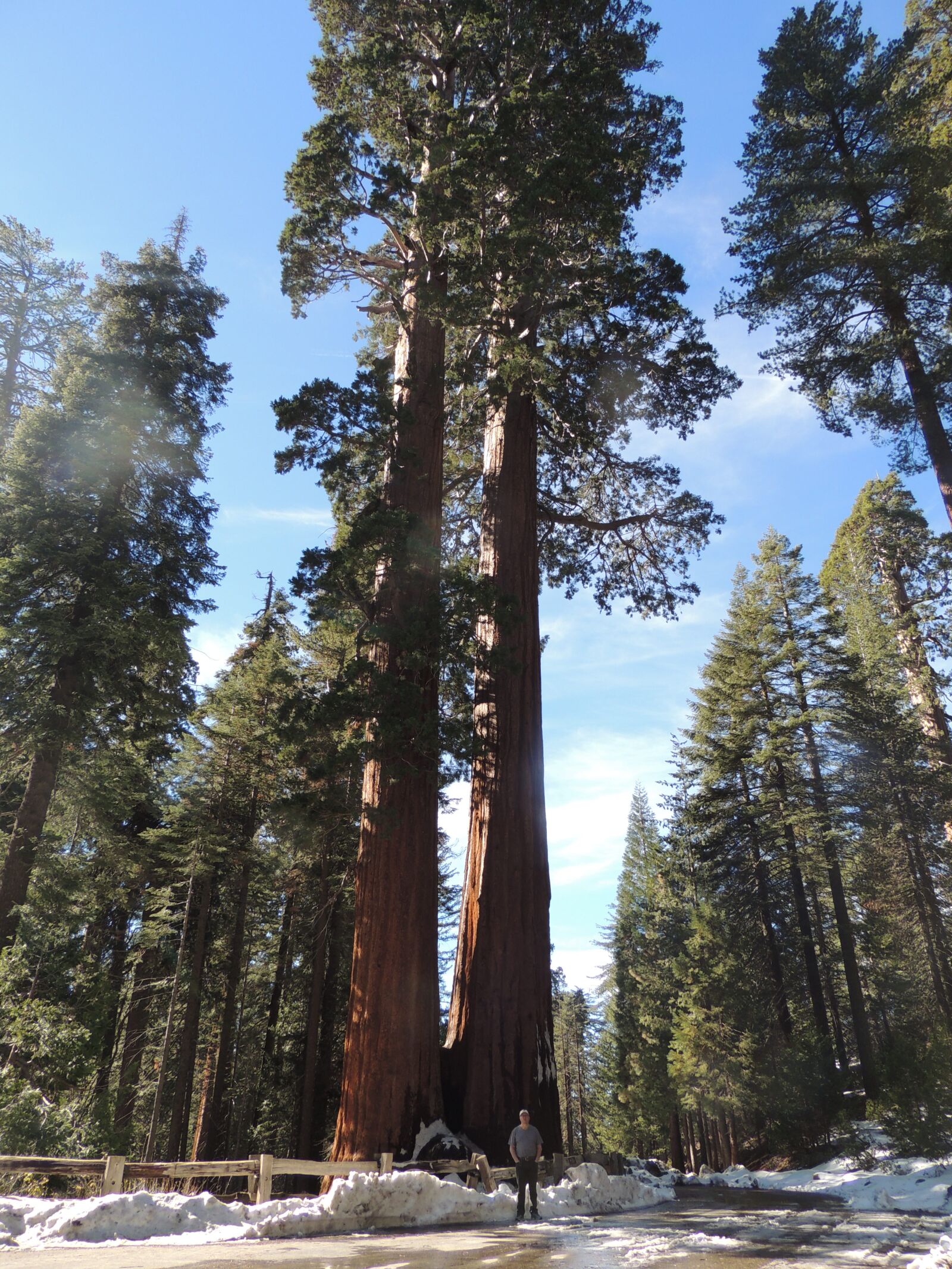 Nikon Coolpix P510 sample photo. California, sequoia, nature photography