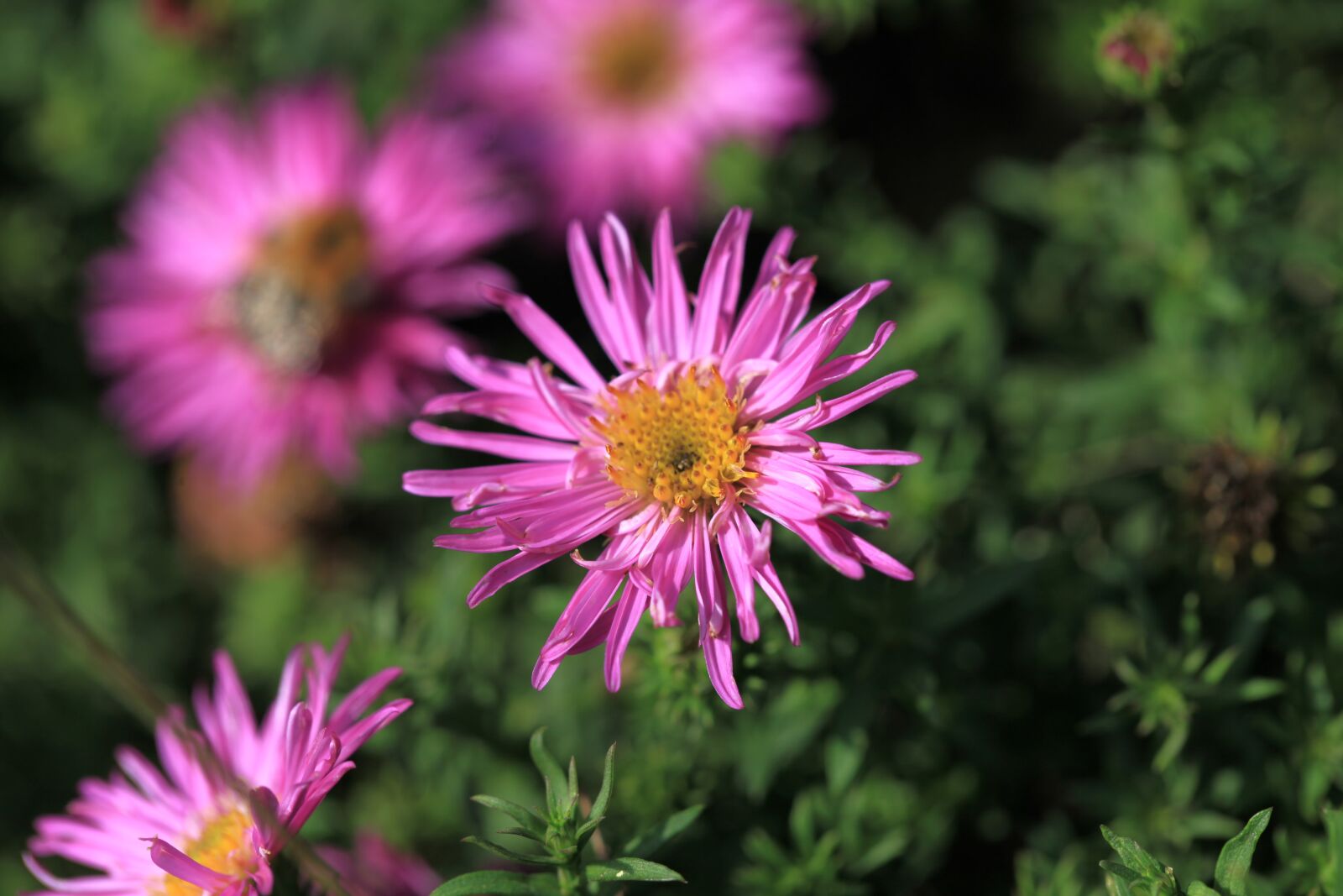 Canon EOS 5D Mark II sample photo. Astra, aster, autumn photography