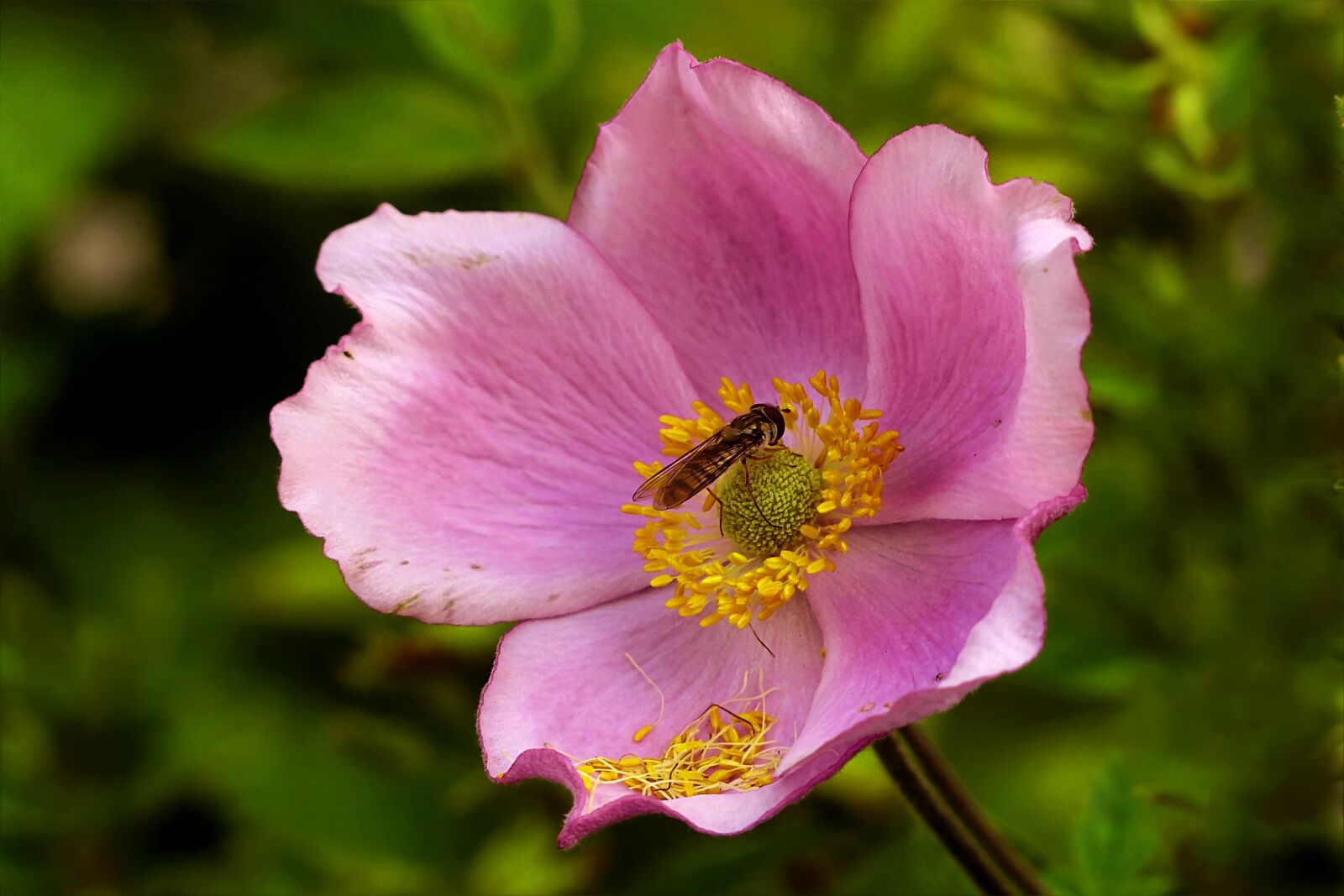 Panasonic Lumix DMC-FZ200 sample photo. Rose, pink, rosa canina photography