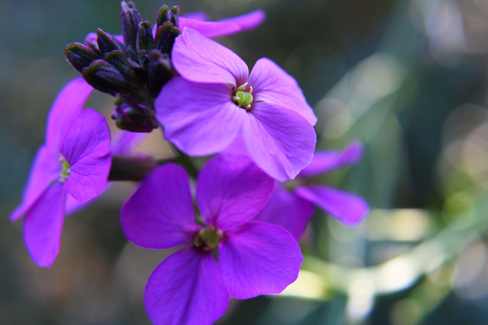 Canon EOS 2000D (EOS Rebel T7 / EOS Kiss X90 / EOS 1500D) sample photo. Flower, wallflower, plant photography