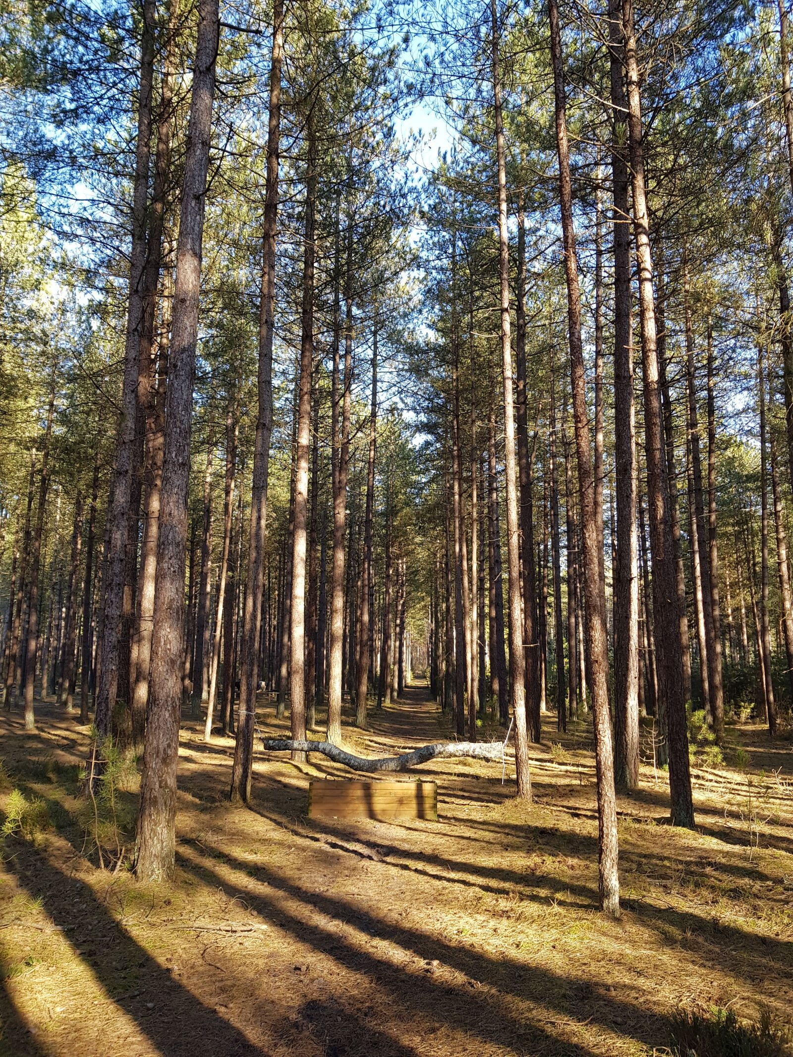 Samsung Galaxy S8+ sample photo. Forest jump, cce, eventing photography