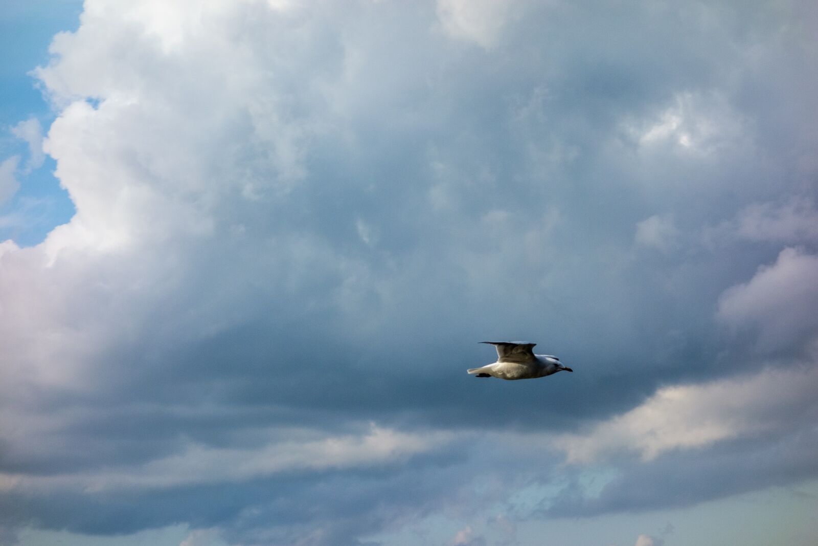 Sony Cyber-shot DSC-RX100 sample photo. Flying, smoothness, seagull photography