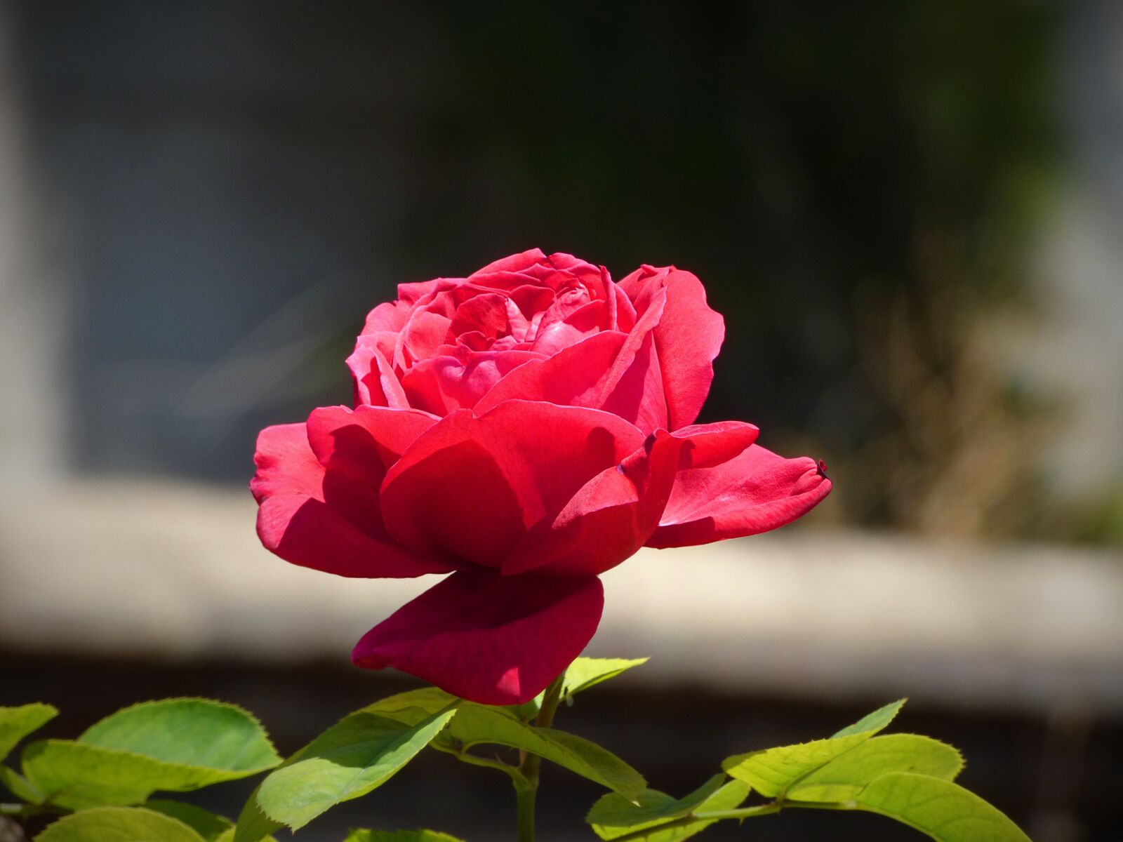 Panasonic Lumix DMC-FZ70 sample photo. Rosa, red rose, flower photography