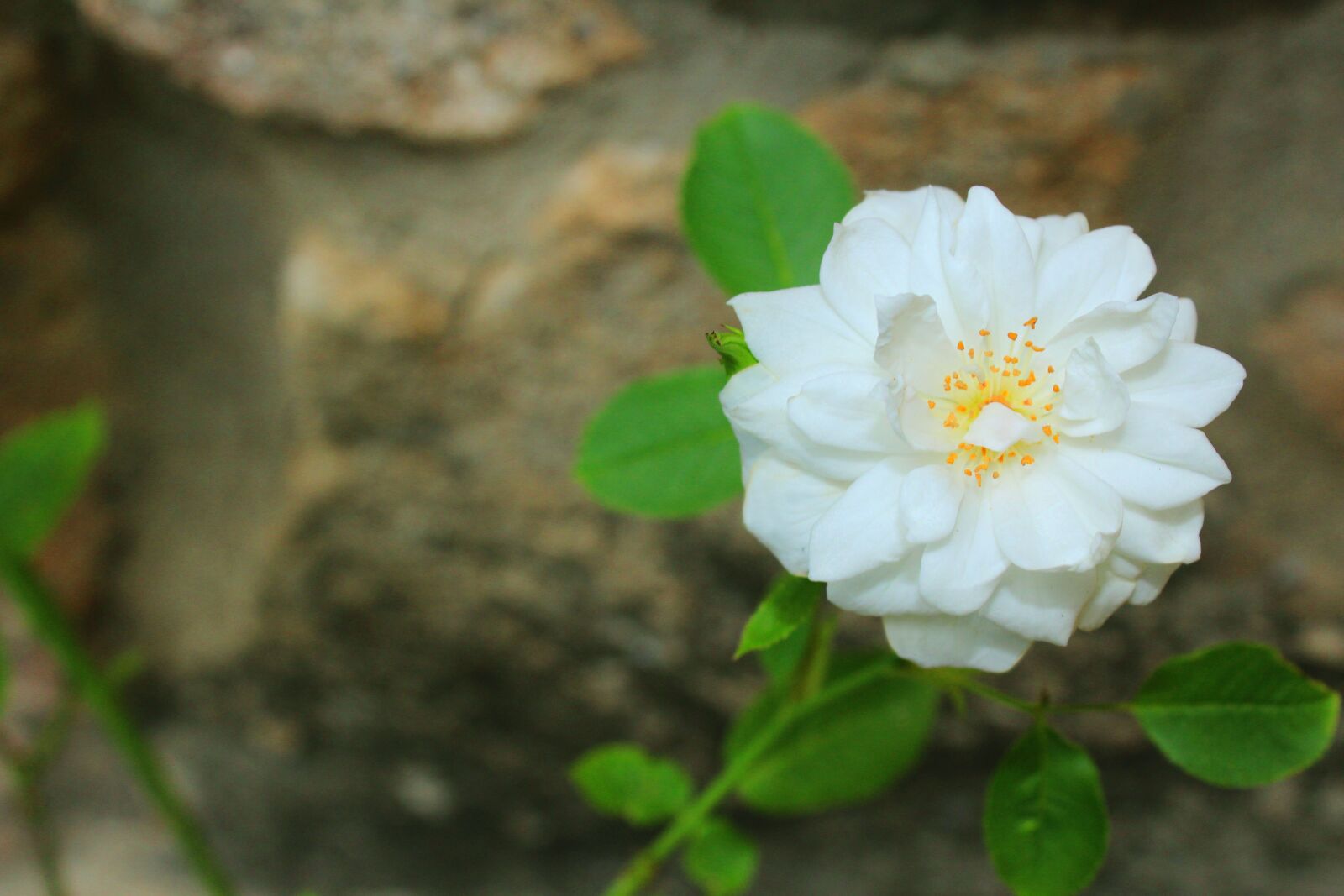 Canon EOS 1200D (EOS Rebel T5 / EOS Kiss X70 / EOS Hi) sample photo. Flower, petals, white flower photography