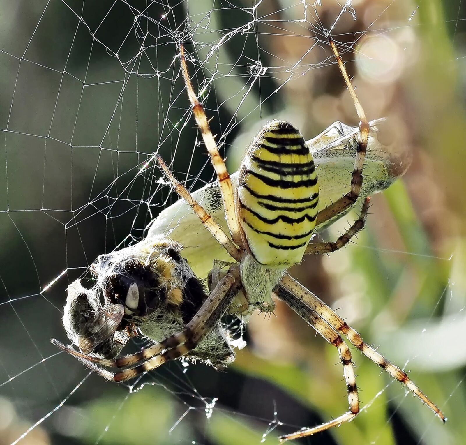 Olympus OM-D E-M5 sample photo. Wasp spider, wrapped up photography