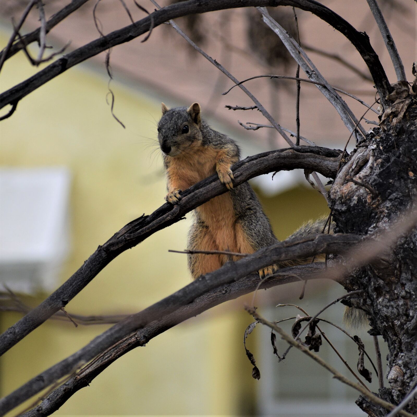 Nikon D3500 sample photo. Squirrel, standing, outdoor photography