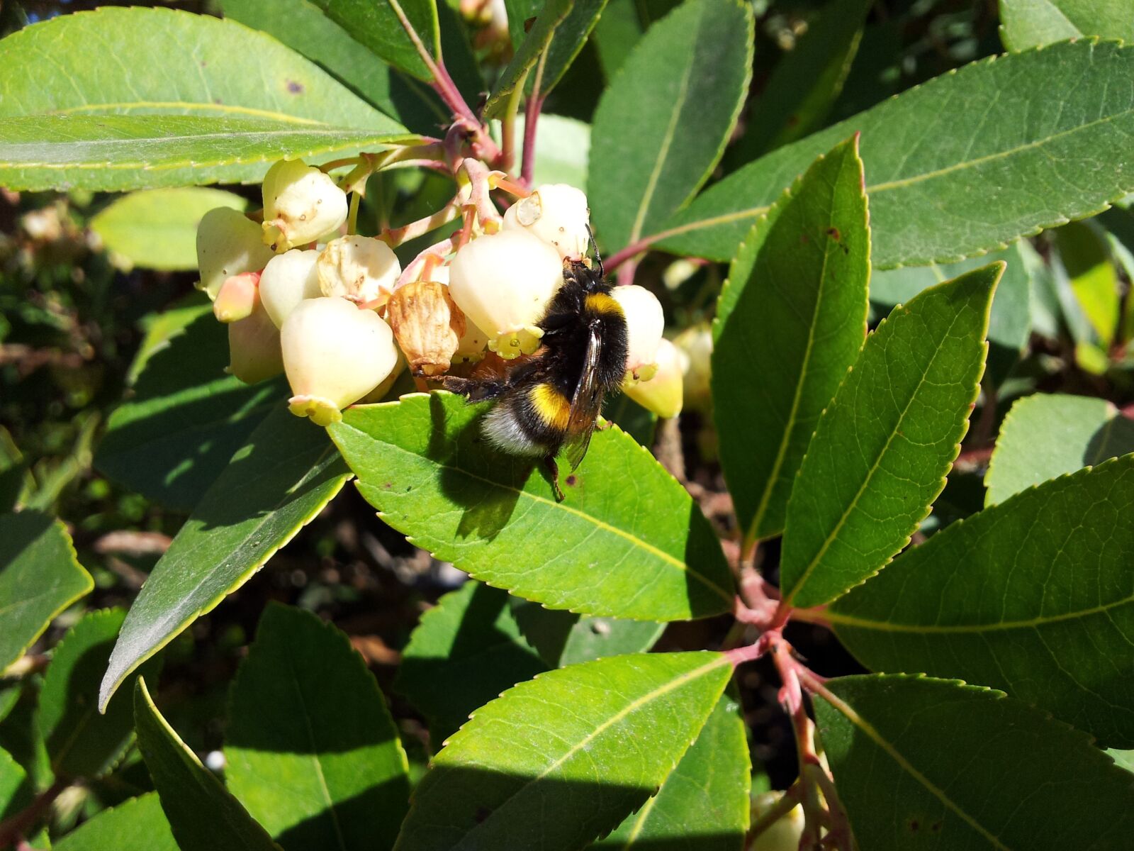 Samsung Galaxy S2 sample photo. Bee, flower, leaves photography