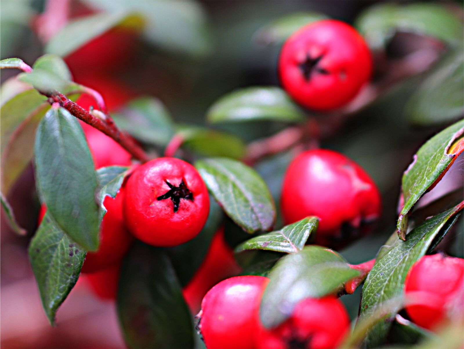 Canon EOS 200D (EOS Rebel SL2 / EOS Kiss X9) sample photo. Leaf, nature, berry photography
