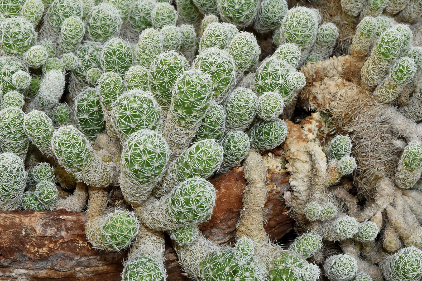 Nikon D5500 sample photo. Desert, desert plant, details photography
