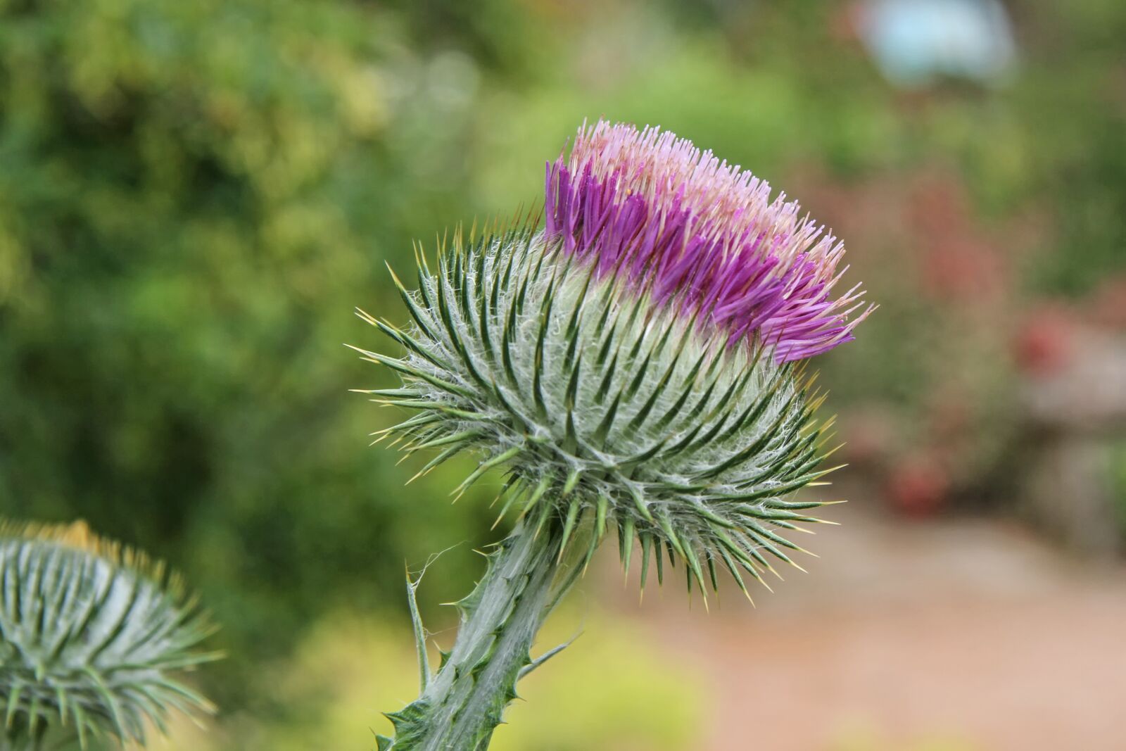 Canon EOS 7D + Canon EF-S 17-85mm F4-5.6 IS USM sample photo. Donkey thistle, cancer thistle photography