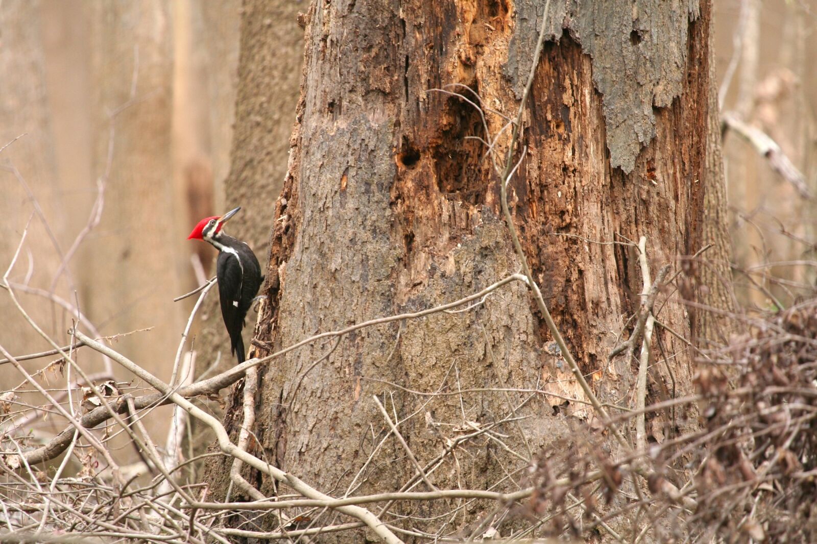 Canon EOS 350D (EOS Digital Rebel XT / EOS Kiss Digital N) sample photo. Pileated woodpecker, bird, tree photography