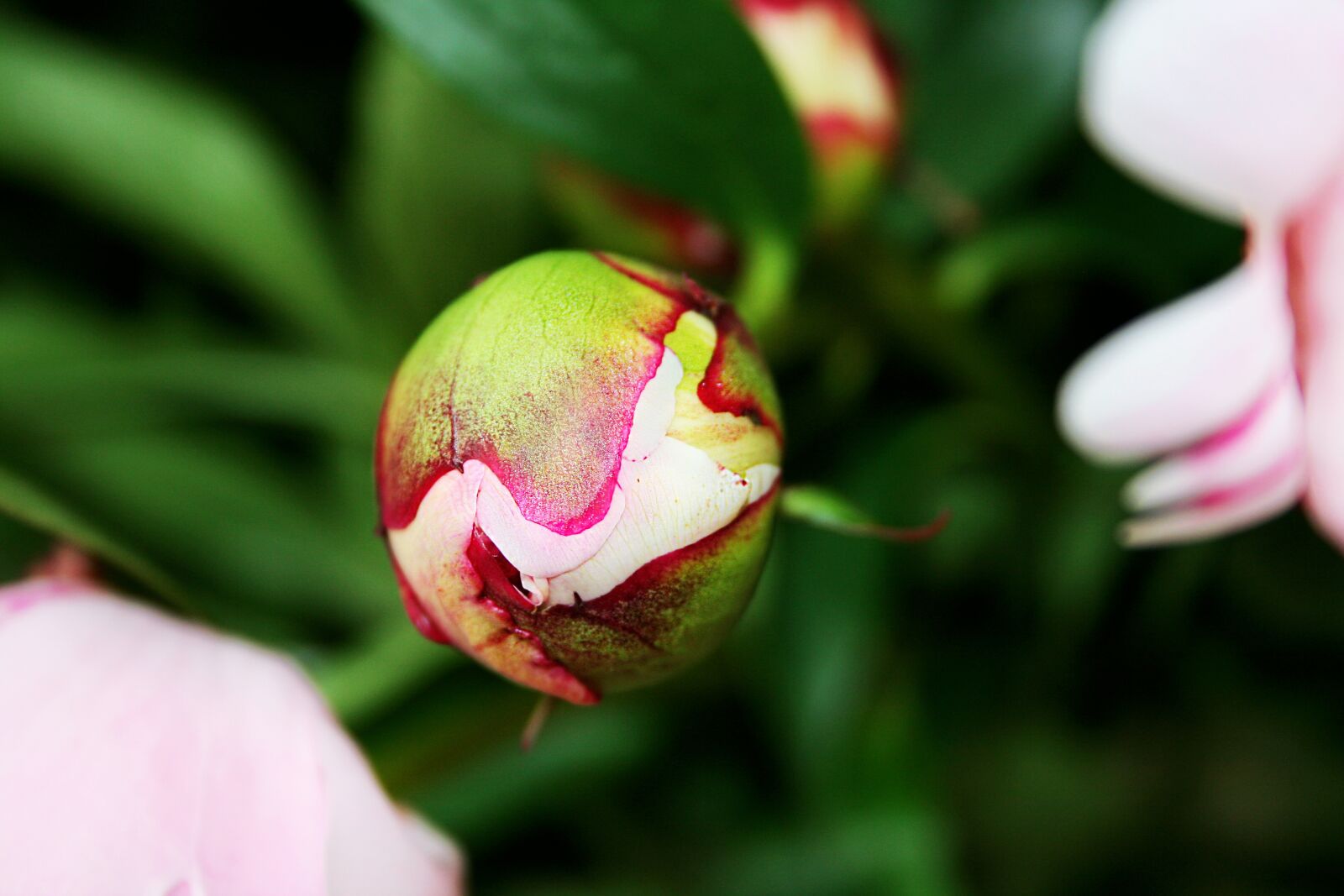 Canon EOS 400D (EOS Digital Rebel XTi / EOS Kiss Digital X) sample photo. Bud, peony, rose photography