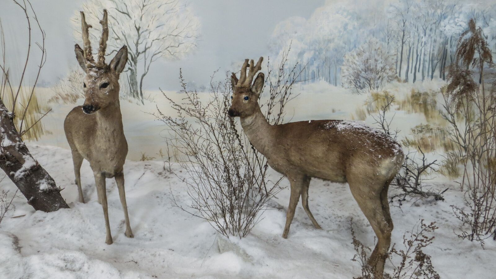 Canon PowerShot SX260 HS sample photo. Doe, winter, animal photography