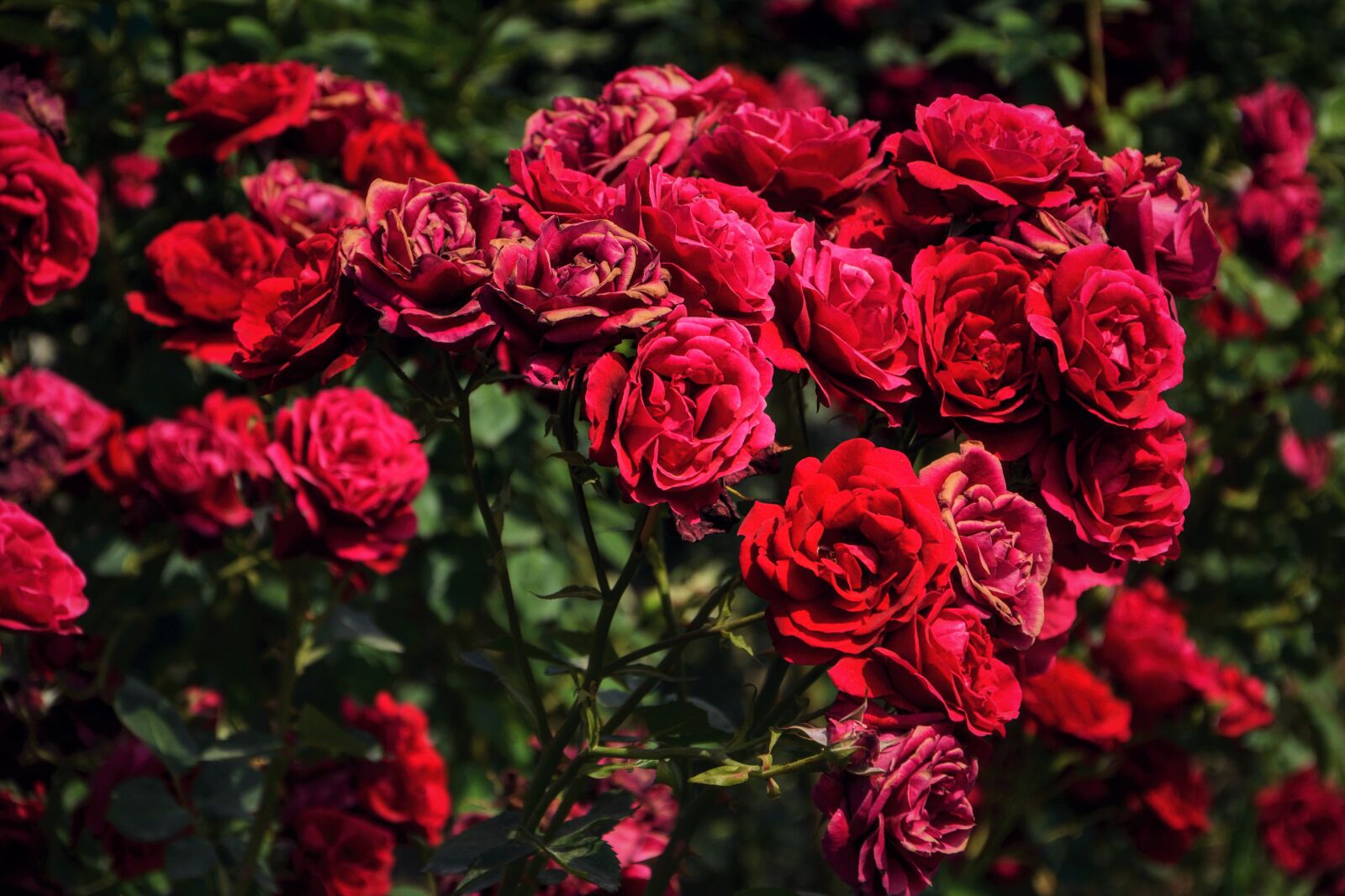 Nikon D7100 sample photo. Flower, plant, rose photography