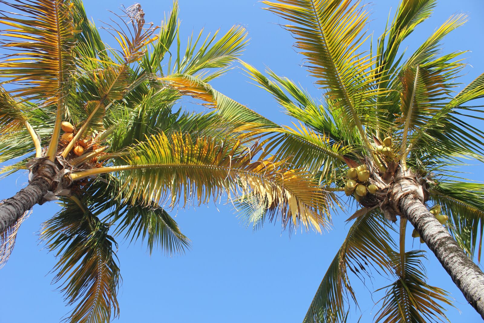 Canon EOS 550D (EOS Rebel T2i / EOS Kiss X4) sample photo. Palm, coconut, tree photography