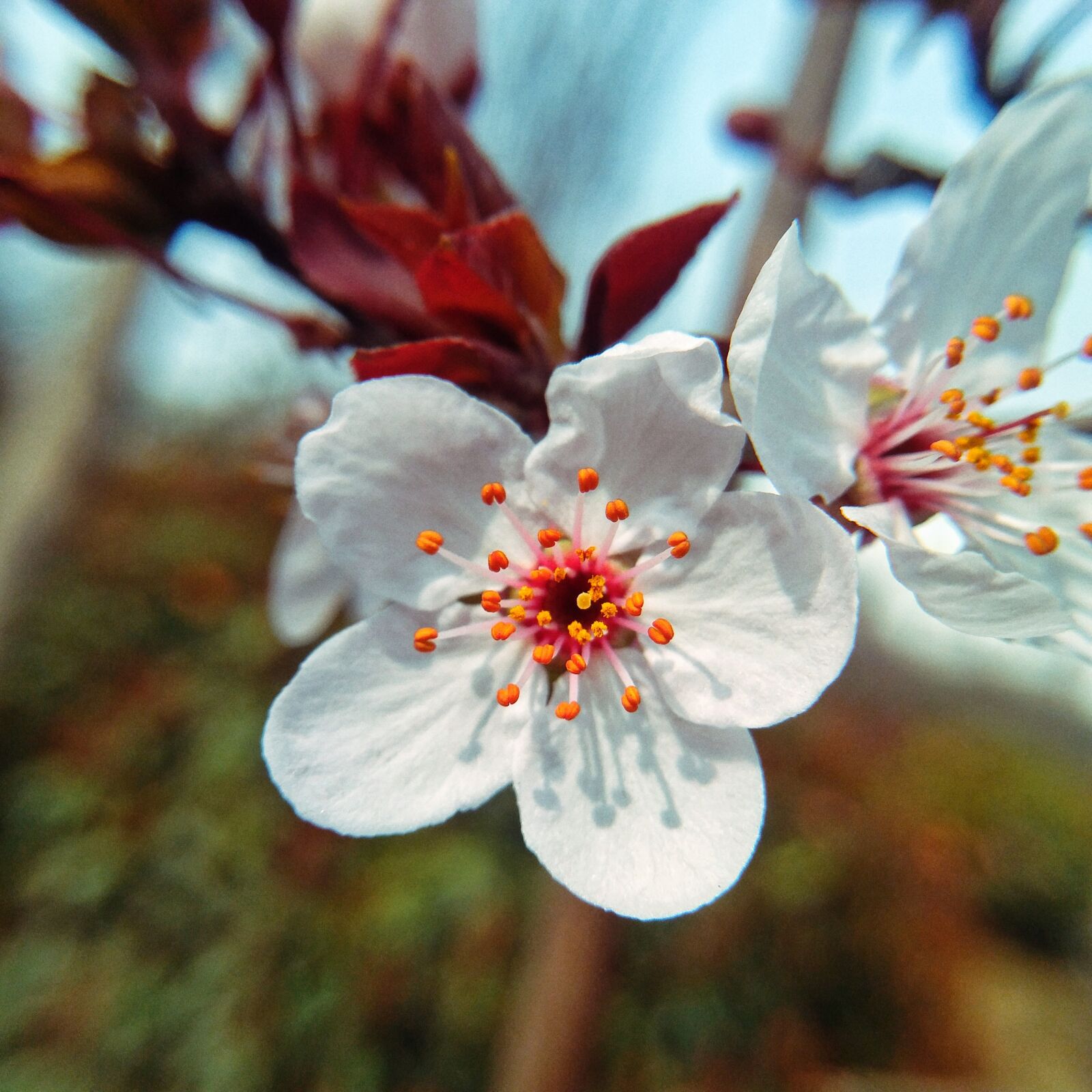 HUAWEI NS:NEu?N7 sample photo. Flower, cherry wood, plant photography