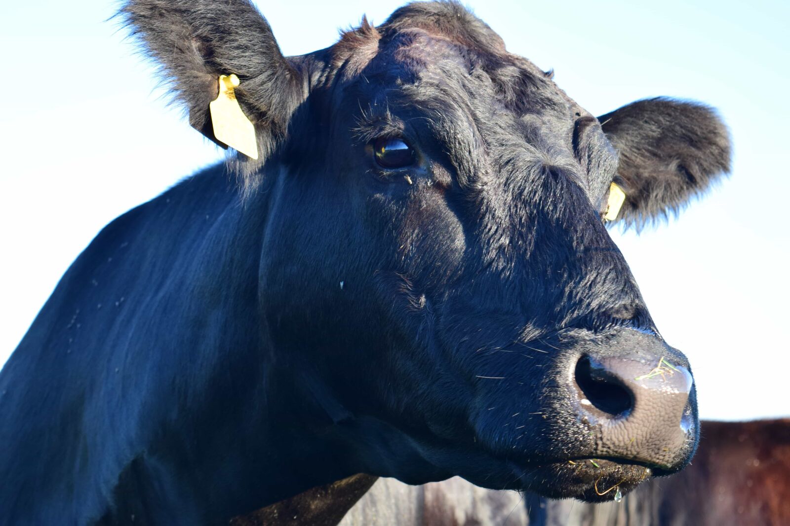 Nikon D3300 sample photo. Animal, bull, agriculture, nature photography