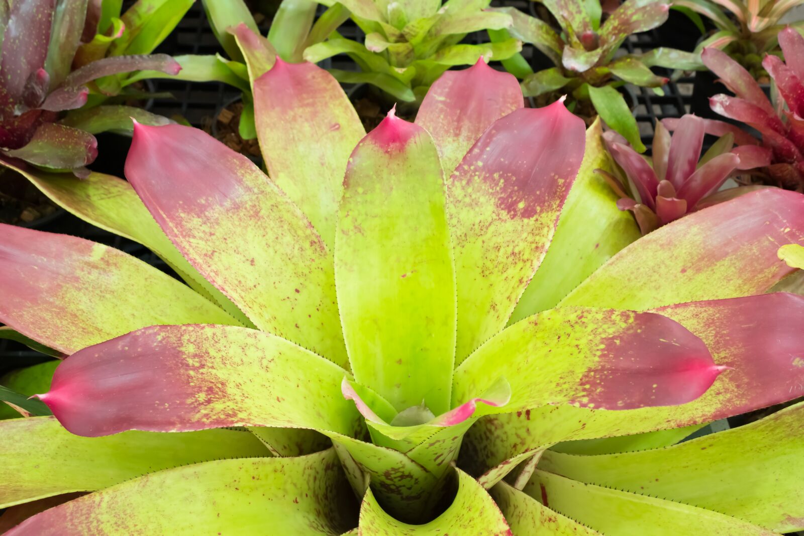 Canon EOS 60D sample photo. Pineapple color, flowers, caladium photography