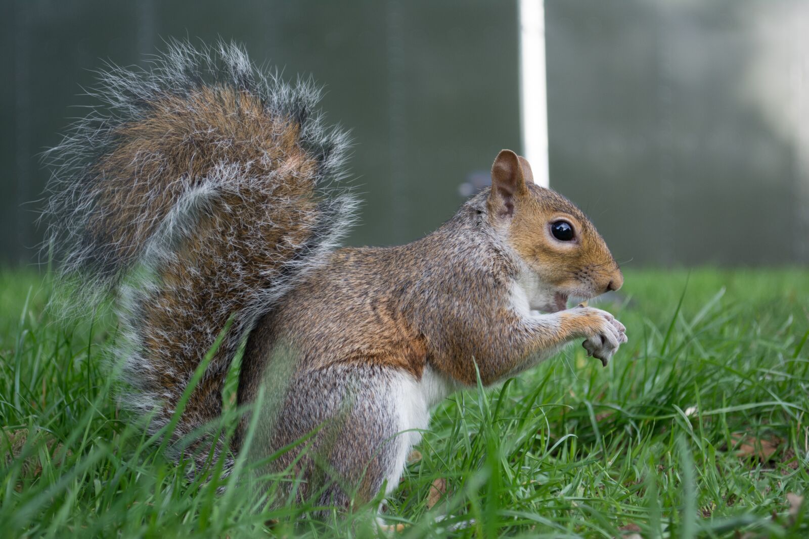 Nikon D5200 sample photo. London, squirrel, england photography